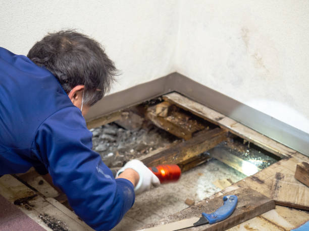 Leetsdale, PA Mold Removal Company