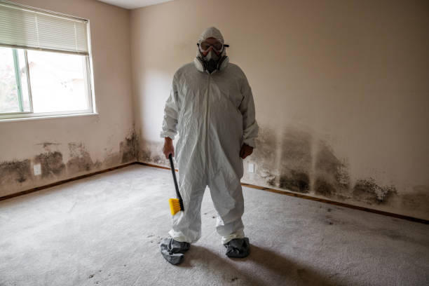 Attic Mold Removal in Leetsdale, PA