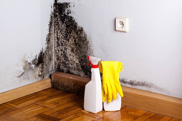 Best Office Mold Removal Services  in Leetsdale, PA