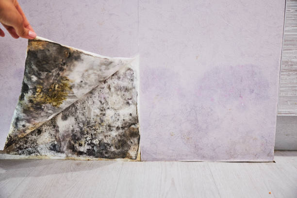 Best Fast Mold Removal  in Leetsdale, PA